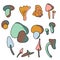 Set of cute colored doodle mushroom, hand draw vector ilustration, autumn objects