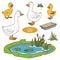 Set of cute farm animals and objects, vector goose family