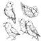 Set of cute funny lovebird parrots.