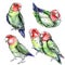 Set of cute funny lovebird parrots. Watercolor style