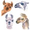 Set of cute hand drawn llamas. With multi-colored coat and kind, cheerful eyes