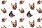 Set of cute little dog French bulldog. Funny collection head pattern of different happy puppy, isolated for print