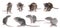 Set of cute little rats on white background. Banner design