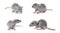 Set of cute little rats on white background. Banner design