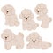Set of cute mini poodles isolated on white background. Vector graphics