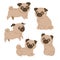Set of cute pugs isolated on a white background. Vector graphics