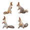 Set with cute squirrels on white background