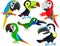 Set of Cute Vector cartoon macaw parrots and toucans