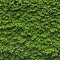 Set of cutout dichondra creeper plant and