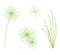 Set of Cyperus Papyrus Plant on White Background