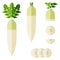 Set of daikon radishes for banners, flyers. Whole, half, and sliced daikon radish. Root vegetables. Japanese Radon