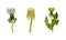 Set of dandelion flowers in different stages of flowering vector illustration