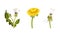 Set of dandelion flowers with stalk and leaves in different stages of flowering vector illustration