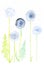 Set of dandelion leaves and flowers among abstract drops . Watercolor illustrations isolated on white background