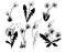 Set of dandelions. Collection of stylized dandelions. Decorative flowers. Black and white drawing. Flower bud logo