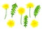 Set of dandelions. Hand drawn watercolor illustration. Isolated on white background