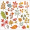 Set. Decorative Autumn leaves, berries, acorns