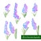 Set of decorative color elements, hyacinth and leaves