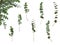 Set of decorative green eucalyptus branches on white background. Plant for floral design card.