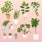 Set of decorative house plants. Flowerpot objects, hous