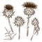 Set of decorative onopordum acanthium. Scottish thistle