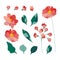 Set of design elements in the form of flowers. Red and pink flowers, green leaves and inflorescences. Peonies, carnations, roses,