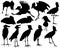 Set of detailed black shoebill stork silhouette vector illustrations.