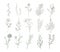 Set of detailed botanical drawings of flowers, ferns and succulent plants isolated on white background. Bundle of floral