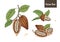 Set of detailed drawings of whole and cut ripe pods or fruits of cocoa tree with beans, branches and leaves isolated on