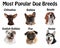 Set of different adorable dogs on background. Most popular breeds