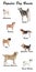 Set of different adorable dogs on background. Most popular breeds