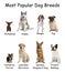 Set of different adorable dogs on background. Most popular breeds