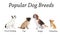 Set of different adorable dogs on background. Most popular breeds