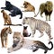 Set of different animals of Felidae family