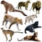 Set of different animals of Felidae family