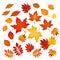 Set of different autumn leaves vector illustration