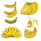 Set of different bananas