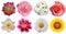 Set of different beautiful flowers on white background, Flower top view Isolated Background, flower Overhead view, Festive flower