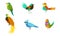 Set With Different Birds With Bright Colorful Plumage Vector Illustration Cartoon Character