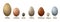 Set of different birds eggs with insctiption, turkey, duck, goose, chicken, pigeon, quail, pheasant eggs,