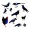 Set of different black birds with blue tint, raven, grackle, crow, rooster, magpie. Isolated on white background. Flat