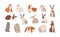 Set of different breed cute realistic rabbits vector illustration. Collection of various colorful hare sitting, lying