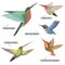 Set with different bright decorative  hummingbirds from South and Central America. Real Latin titles. Illustration for books about