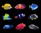 Set of different bright tropical fishes on background