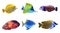 Set of different bright tropical fishes on background