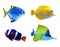 Set of different bright tropical fishes on background