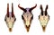Set of different bull skulls with horns