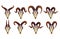 Set of different bull skulls with horns