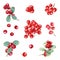 Set of different bunch of red berries. Fresh juicy cranberries, currants, cowberries, rowan berry, holly berries. Watercolor