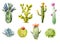 Set of different cacti. Watercolor illustration